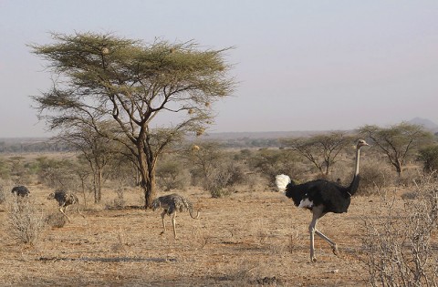 Kenya-ostrichs-021.jpg