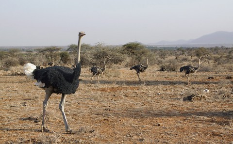 Kenya-ostrichs-023.jpg