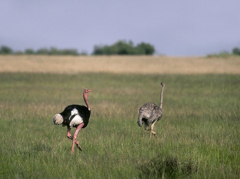 kenya_birds17.jpg