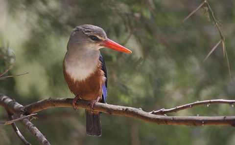 Kenya-otherbirds-021.jpg
