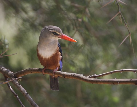 Kenya-otherbirds-021.jpg