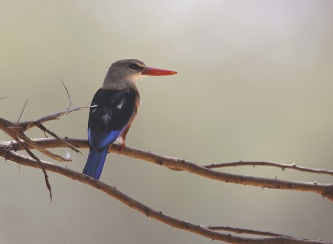 Kenya-otherbirds-022.jpg