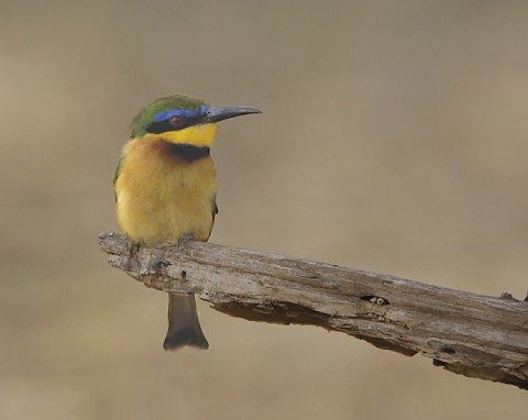 Kenya-otherbirds-023.jpg