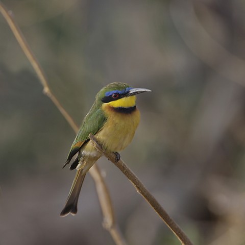 Kenya-otherbirds-024.jpg