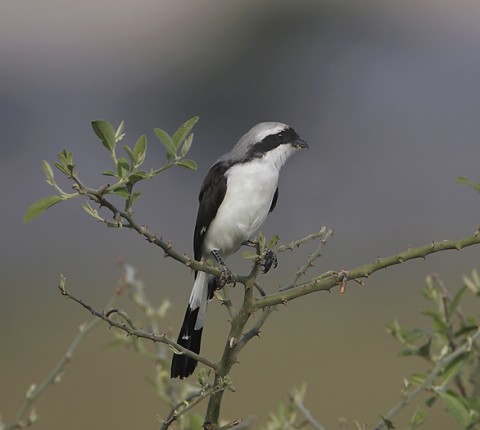 Kenya-otherbirds-025.jpg