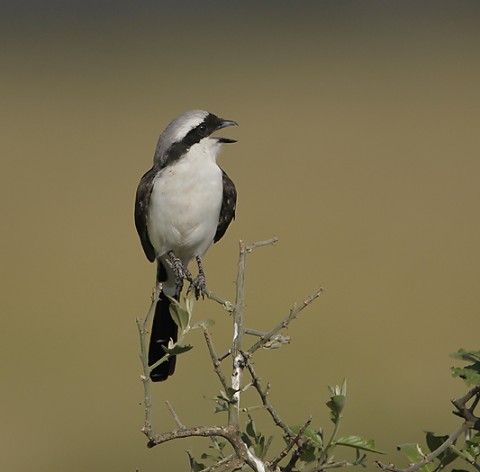 Kenya-otherbirds-026.jpg