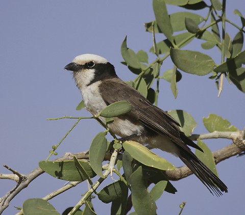 Kenya-otherbirds-027.jpg