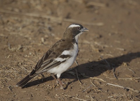 Kenya-otherbirds-028.jpg