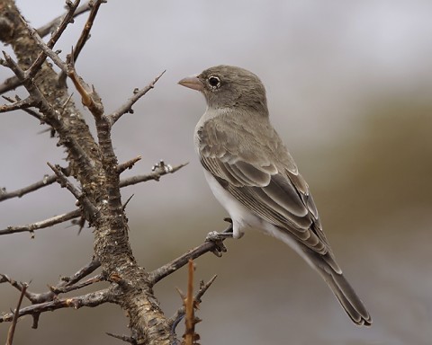 Kenya-otherbirds-029.jpg