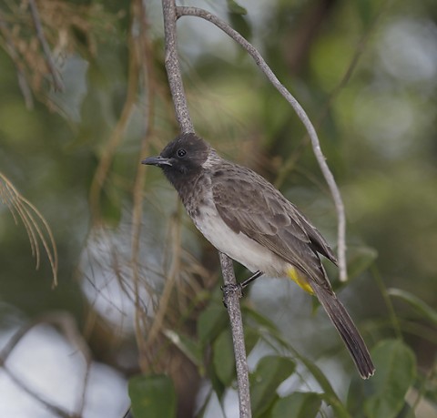 Kenya-otherbirds-030.jpg