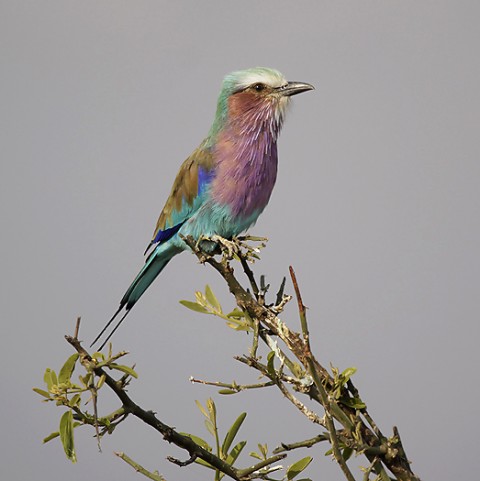 Kenya-otherbirds-032.jpg
