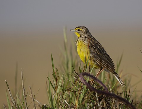 Kenya-otherbirds-033.jpg