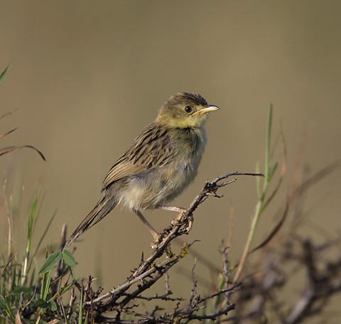 Kenya-otherbirds-034.jpg