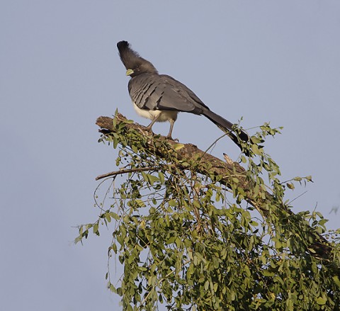 Kenya-otherbirds-038.jpg