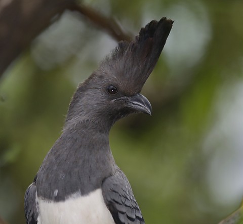 Kenya-otherbirds-040.jpg