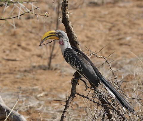 Kenya-otherbirds-043.jpg