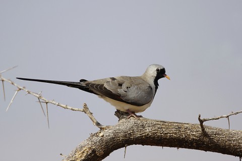 Kenya-otherbirds-044.jpg