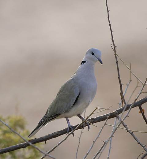 Kenya-otherbirds-045.jpg