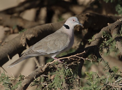 Kenya-otherbirds-046.jpg