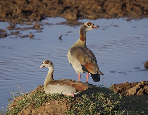 Kenya-otherbirds-048.jpg