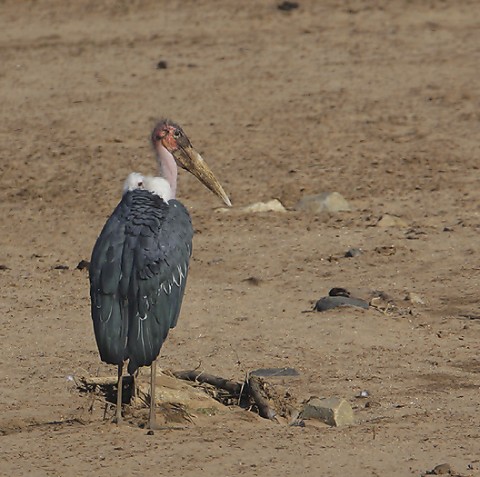 Kenya-otherbirds-049.jpg