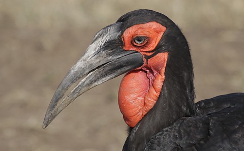 Kenya-otherbirds-050.jpg