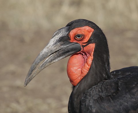 Kenya-otherbirds-050.jpg