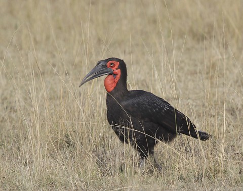 Kenya-otherbirds-051.jpg