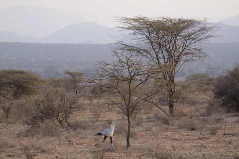 Kenya-otherbirds-052.jpg