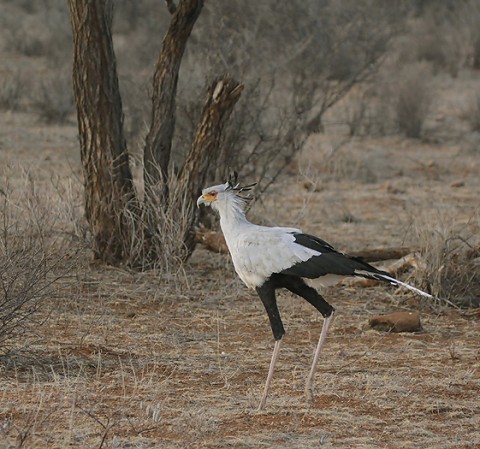 Kenya-otherbirds-053.jpg