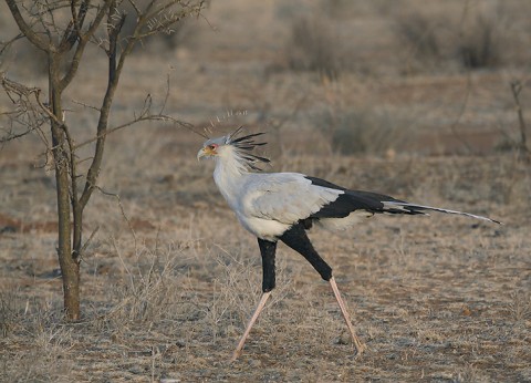 Kenya-otherbirds-054.jpg