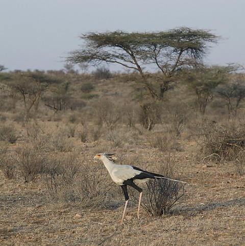 Kenya-otherbirds-055.jpg