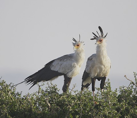 Kenya-otherbirds-057.jpg