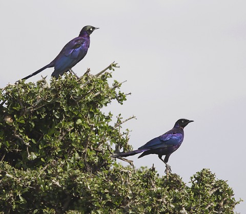 Kenya-otherbirds-058.jpg