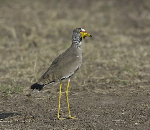 Kenya-otherbirds-059.jpg