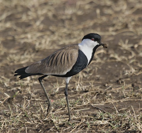 Kenya-otherbirds-060.jpg