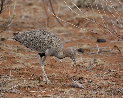 Kenya-otherbirds-061.jpg