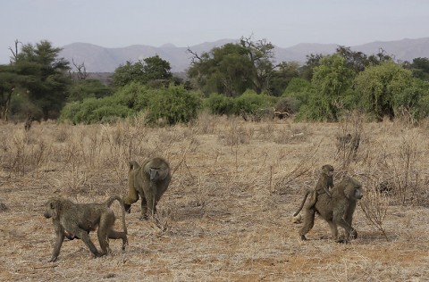 kenya-primates-023.jpg