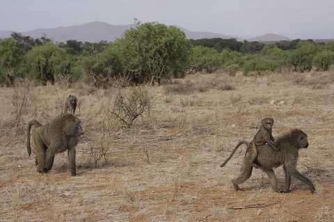 kenya-primates-024.jpg