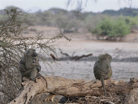 kenya-primates-025.jpg