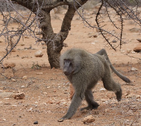 kenya-primates-028.jpg