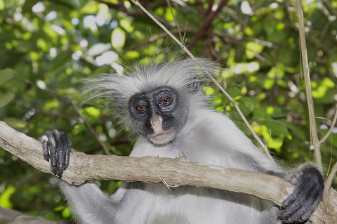 kenya-primates-035.jpg