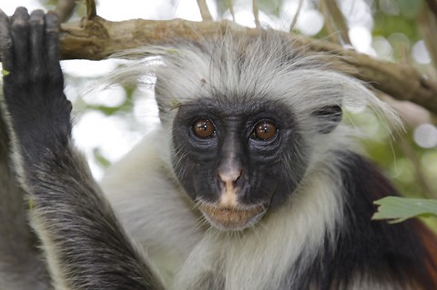 kenya-primates-036.jpg