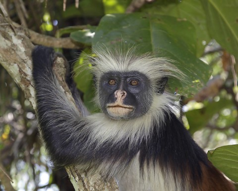 kenya-primates-040.jpg