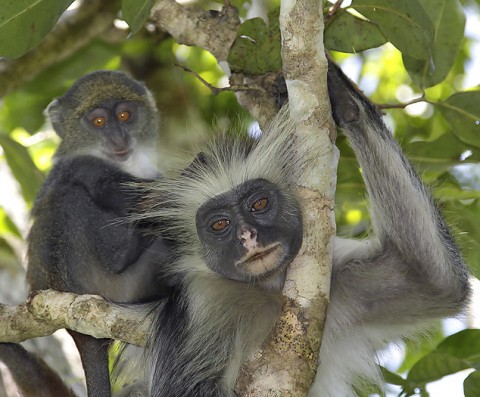 kenya-primates-041.jpg