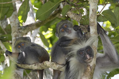 kenya-primates-042.jpg