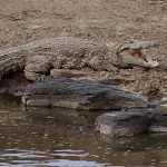 Kenya-reptiles-021.jpg