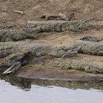 Kenya-reptiles-022.jpg