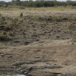 Kenya-reptiles-023.jpg