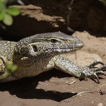 Kenya-reptiles-031.jpg